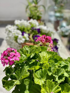 Violet's Boutique Apartments